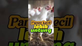 CARA BROILER PANEN KECIL LEBIH UNTUNG