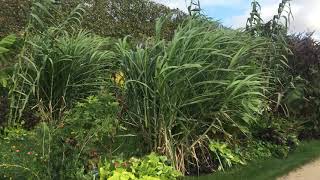 Jardin des Plantes