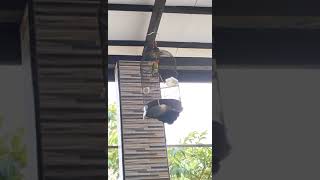 LOVEBIRD NGEKEK DI GANTANG TERAS RUMAH NGEKEK PANJANG