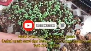 How to Plant Mustard, Cara Menanam Sawi | 5 tips