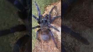 P.sazimai #tarantula #spider