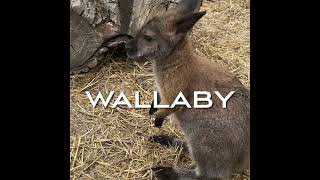 Wallaby cute and friendly🥰