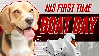 Funny Paddle boat adventure with my dog | boat renting | Montreal summer 2022 #relaxday  #canada