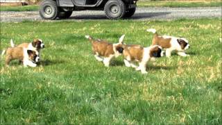 St. Bernard Puppies Playing 10-24-15 @ Cove Mountain Farm