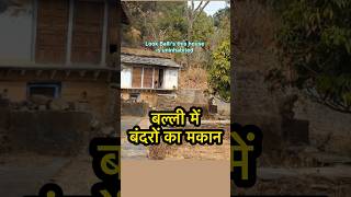 🐒बंदरों का अपना मकान बल्ली में 🐵🏡| Balli Village Dwarikhal Block | Pauri Garhwal