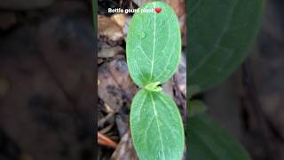 Bottle gourd ❤