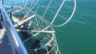 Shark cage diving - South Africa - 4