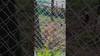 cheeta #vlog #dehradunse #dehradunlove #