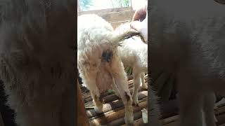 cara mengobati kambing mencret dengan cepat  #shorts