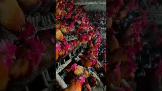 Ini luar biasa Ayam penuh 1 rumah