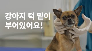 강아지턱부음의 원인은 바로 림프종 때문?