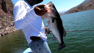 PESCANDO EN AGUAMILPA!!LOBINA ATACA SEÑUELO CASI ARRIBA DE LA LANCHA!!VARIAS CAPTURAS DE 2KG!PARTE 2