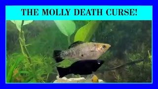 Episode 66 - Why Does a School of Molly Fish Start Dying Off Quickly? The Molly Death Curse.