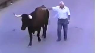 Bull Recognizes the Man Who Fed Him 2