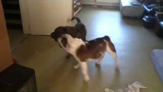 Dogs Playing - Shar-Pei with English Bulldog