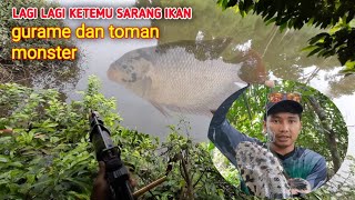 PASER IKAN !! LUAR BIASA TARIKAN MONSTER GURAME ALAM LIAR