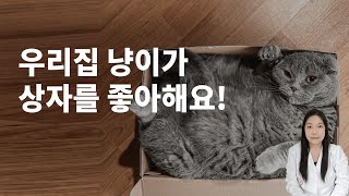 상자에 진심인 우리 냥이, 고양이상자 좋아하는 이유