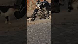 quem conquistar a gata leva a moto!