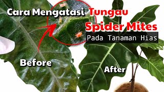 Spider Mites / Tungau Menyerang Tanaman Hias || Begini Cara Mengatasinya GAMPANG Sekali‼️