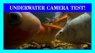 Playing in the Koi Pond with Underwater Cameras! The Fish Show Off for the Camera!