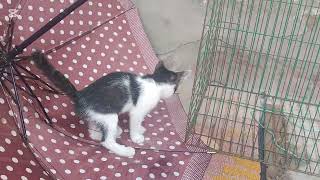 Cute kitty cat playing 😍 cat video