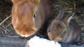 Alimentation des lapins avec du pain