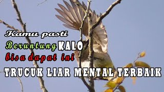 Burung trucukan liar sangat aktif nggaruda,mental juara.