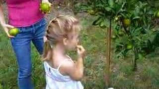 Picking Fruit