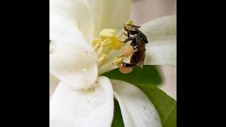 Indian Stingless Bee(Tetragonula iridipennis) #honey #bug