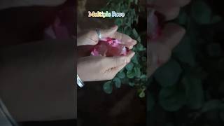 Flowers #shorts #short #youtubeshorts #shortsvideo #subscribe #viralshort #instagram #trending #reel