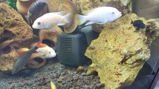 African Cichlid's aquarium Tank