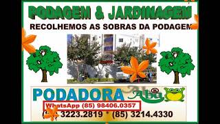 PODA CORTA ARVORE NA CIDADE 2000 (85) 3214.4330