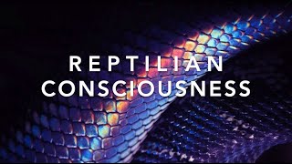 Reptilian Consciousness // Rabbit Holes Keep You In Darkness