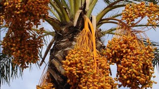 Kebun Kurma Berbuah seperti di Arab ada di Indonesia Aceh