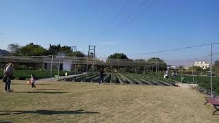 Ladang strawberry + tempat rekreasi di Hong Kong