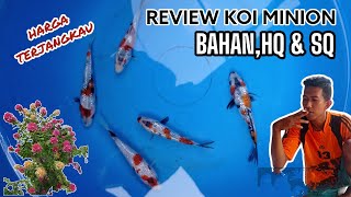 IKAN KOI MINION BAHAN, HQ DAN SQ HARGA TERJANGKAU | SYASA KOI JEMBER