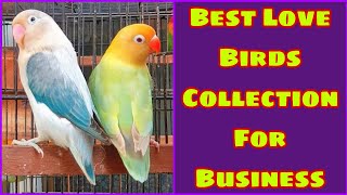 Love Birds Business | Love Birds Rate 2022 | Khan Birds Collection | EP 11