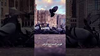 وفي السماء رزقكم وما توعدون  🌺 رزقك لا احد غيرك يستطيع أخذة 🌺