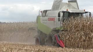 Mais Ernte 2022 Dreschen von Körnermais mit Claas Lexion 560 7  Reihigen Geringhoff Maispflücker