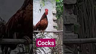 cocks original sound #shorts #amazing #chicken #amazing