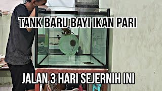 Proses Pemindahan Bayi Ikan pari umur 5 hari || Dengan cara driping .