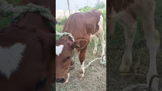 cow 2023 / cow mandi 2023@mandivlogswithejaz4258 #cow #cowmandi #mandivlogwithejaz