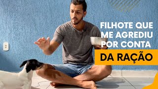 Filhote que me mordeu por conta da ração