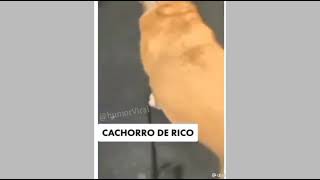 Cachorro de rico x Cachorro de pobre