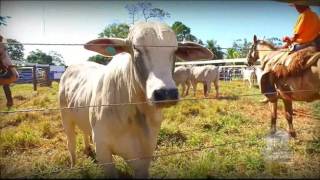 VÍDEO CLIPE  2016   FAZENDA SEGREDO - Bataguassu