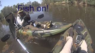 Kayak Fishing for Murray Cod.