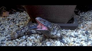 Shingleback Lizard in backyard - Defence mode