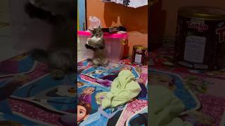 Barongsay Part 2 #barongsai #funny #anakkucinglucuimutgemesin #babyanimal #kitten #catlover