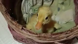 Duckling Hatched on Our Farm | Our new little member upto mischief at our Farm | Baby Duckling