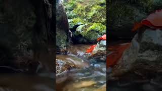 Relaxing running stream #water#stream#nature